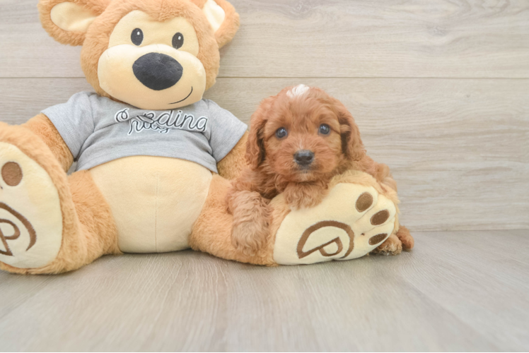 Cavapoo Puppy for Adoption