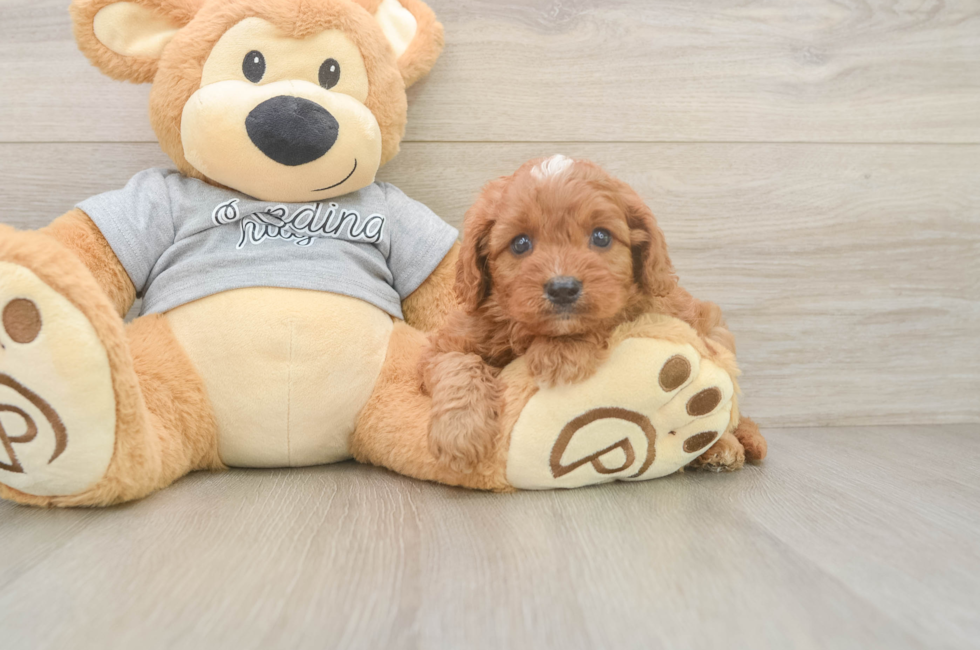 5 week old Cavapoo Puppy For Sale - Puppy Love PR