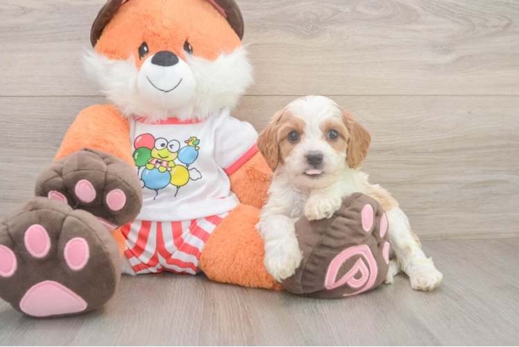 Meet Redman - our Cavapoo Puppy Photo 1/3 - Puppy Love PR Cavapoo Pup Being Cute