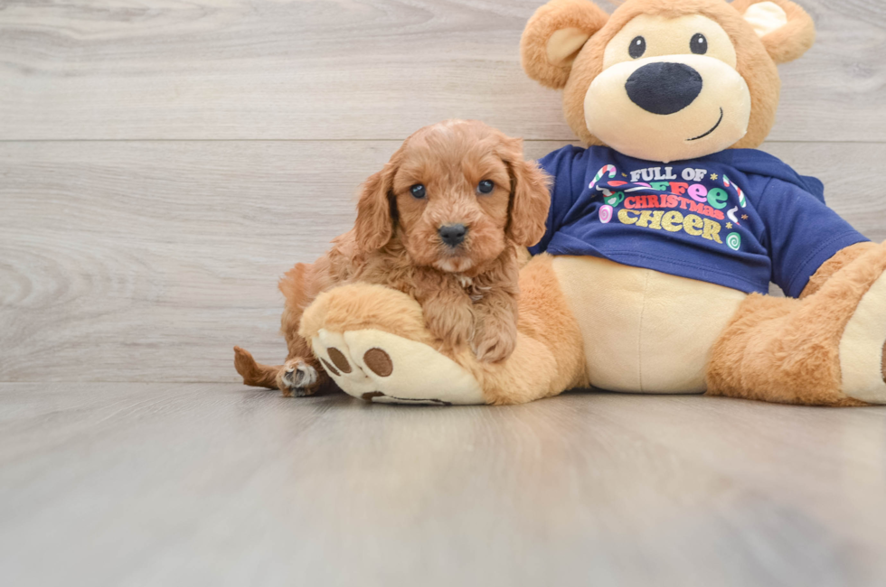 5 week old Cavapoo Puppy For Sale - Puppy Love PR