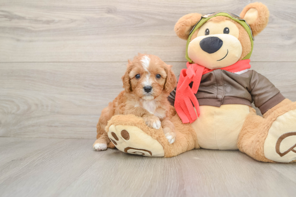 Friendly Cavapoo Baby
