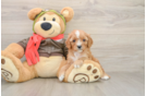 Sweet Cavapoo Baby