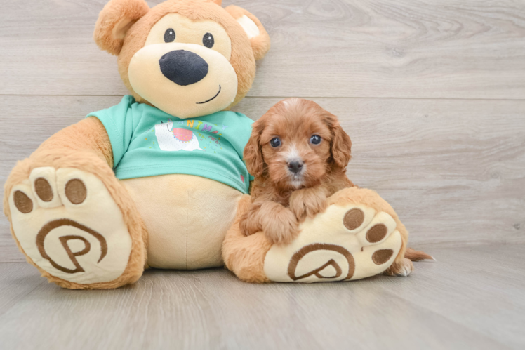Smart Cavapoo Poodle Mix Pup