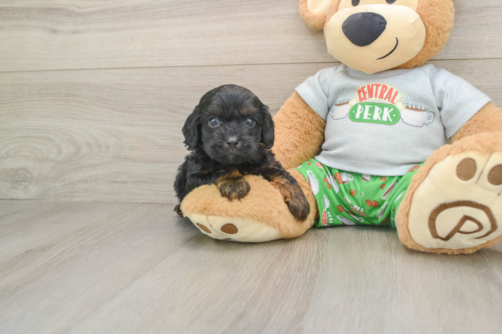 Energetic Cavoodle Poodle Mix Puppy