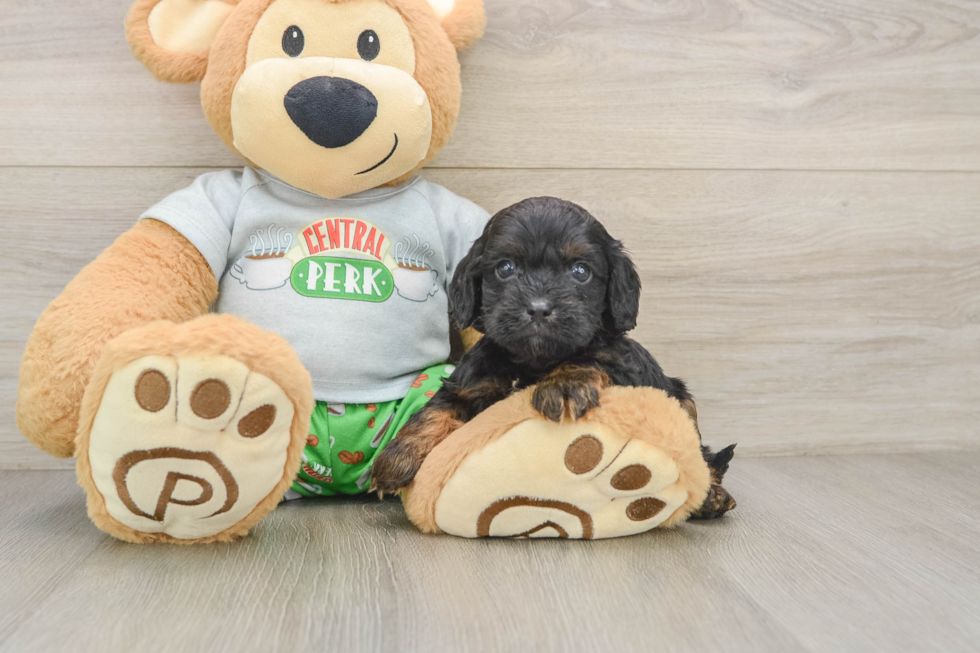 Best Cavapoo Baby