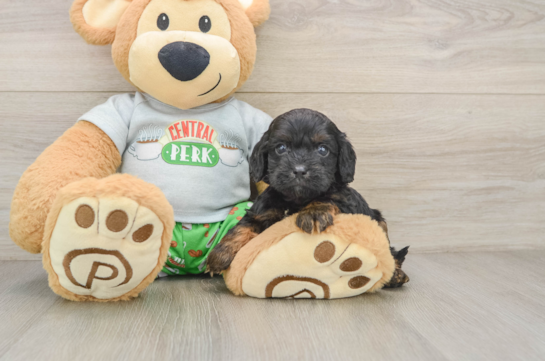 Best Cavapoo Baby