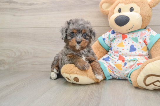 REDMAN, a Cavapoo littermate