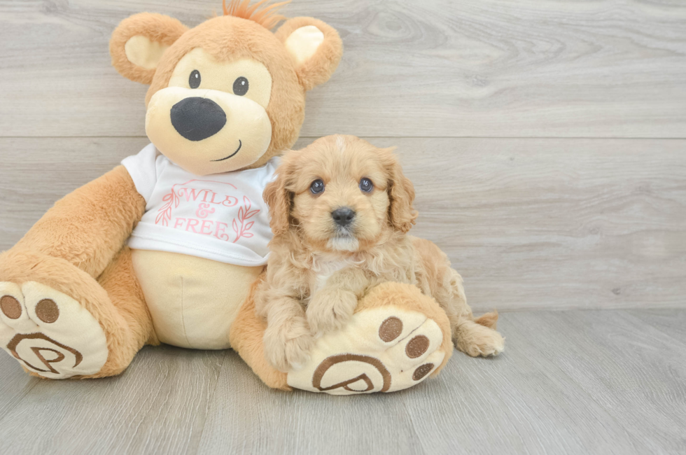 7 week old Cavapoo Puppy For Sale - Puppy Love PR