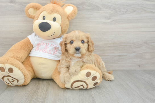Cavapoo Puppy for Adoption