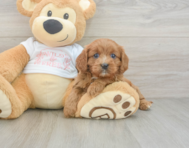 8 week old Cavapoo Puppy For Sale - Puppy Love PR