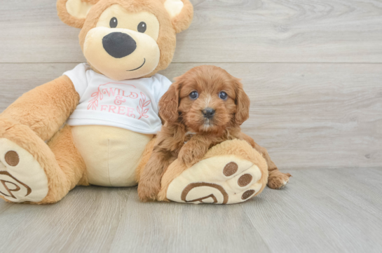 Friendly Cavapoo Baby