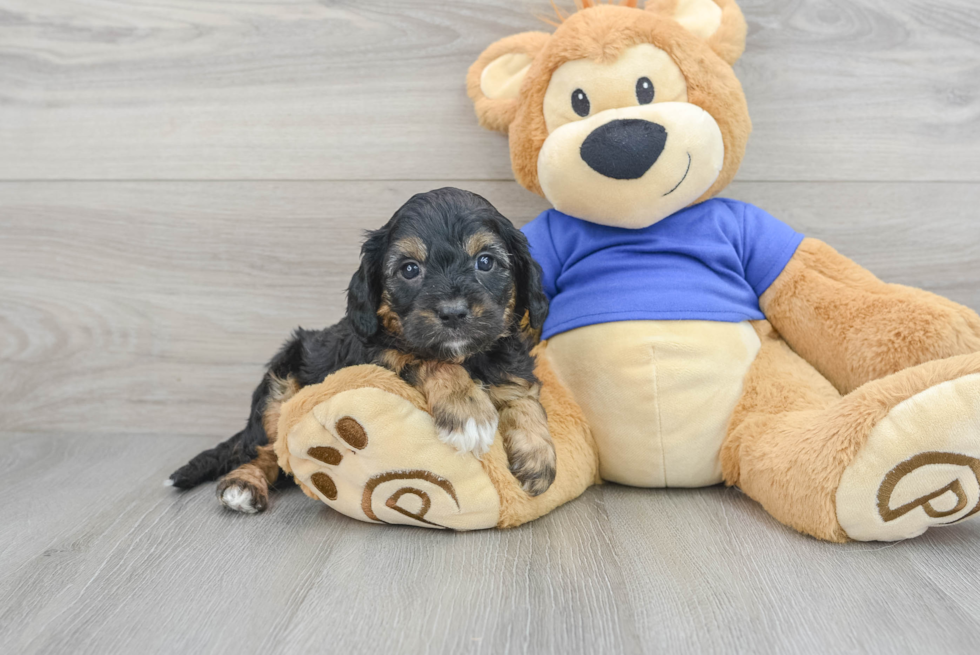 Cavapoo Puppy for Adoption