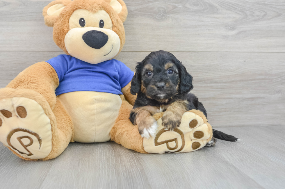 5 week old Cavapoo Puppy For Sale - Puppy Love PR