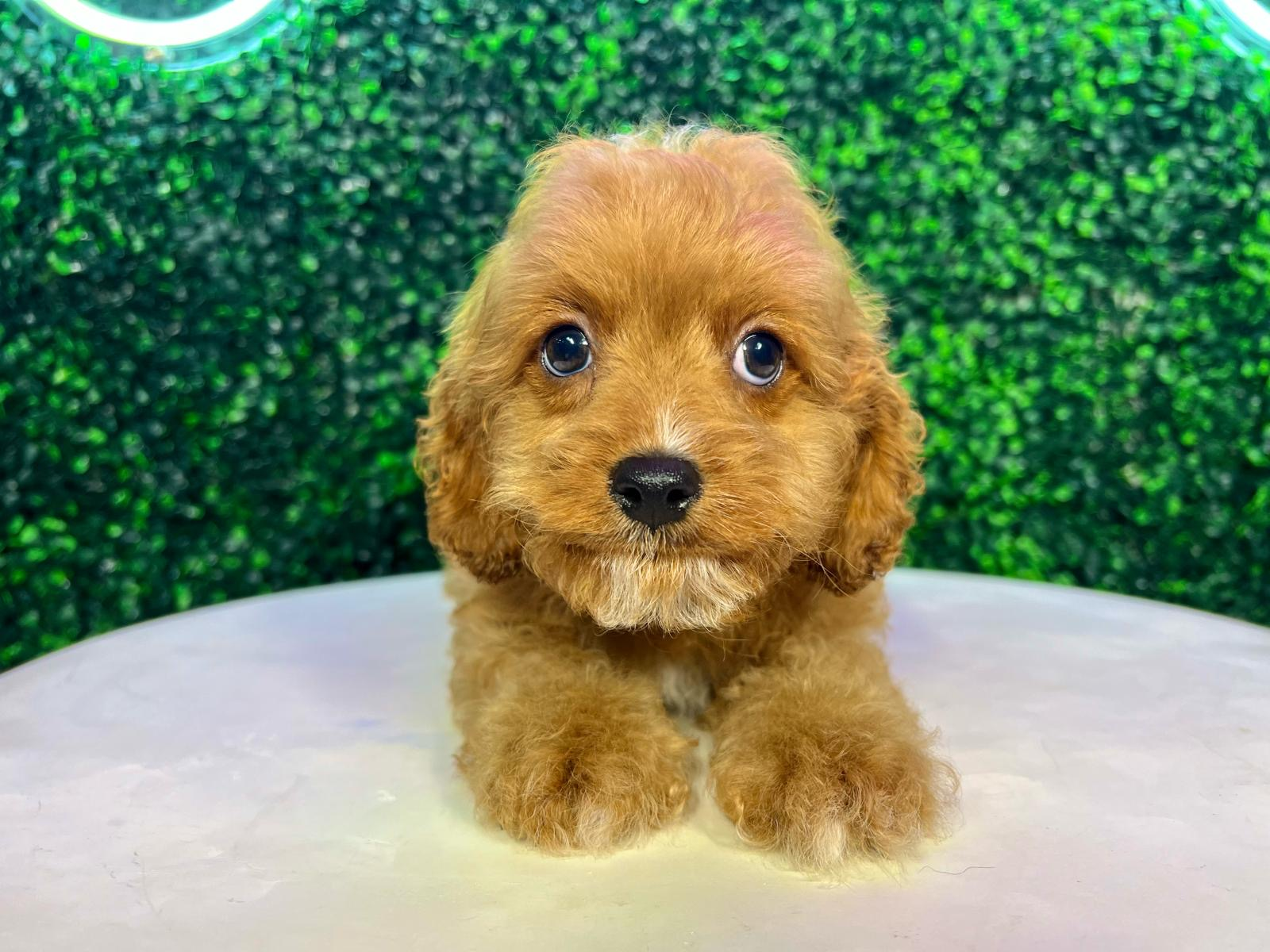 Cavapoo Pup Being Cute