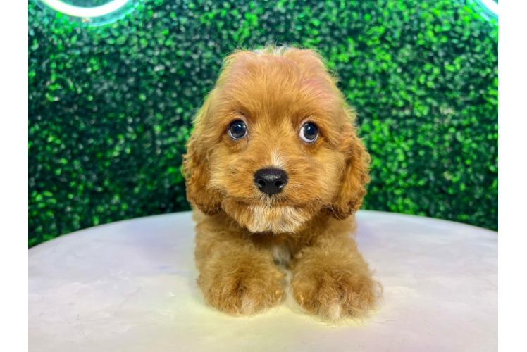 Meet Roger - our Cavapoo Puppy Photo 1/4 - Puppy Love PR Cavapoo Pup Being Cute