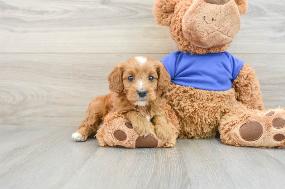 6 week old Cavapoo Puppy For Sale - Puppy Love PR