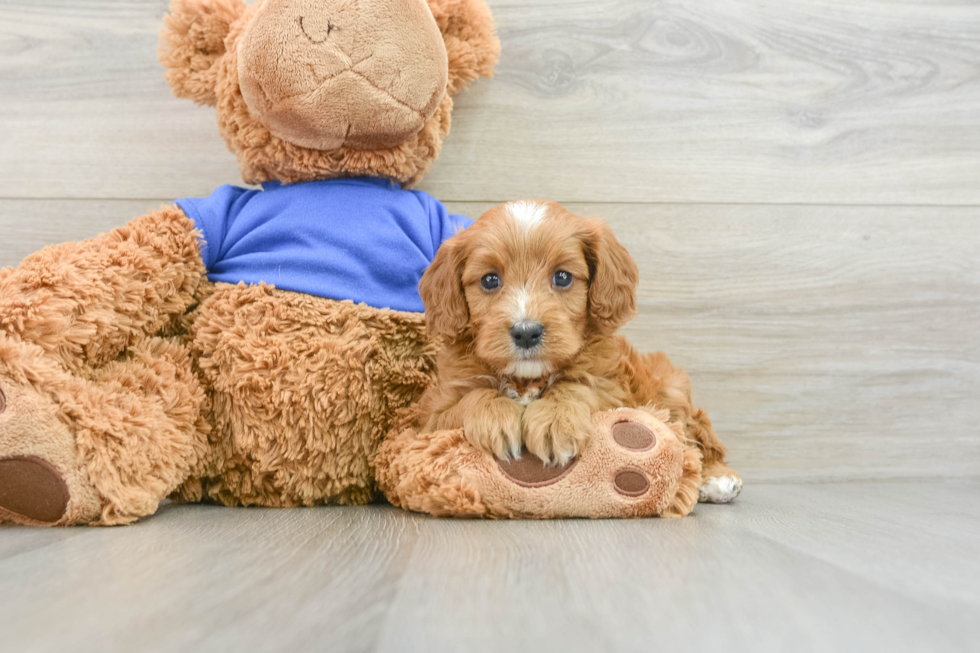 Playful Cavapoodle Poodle Mix Puppy