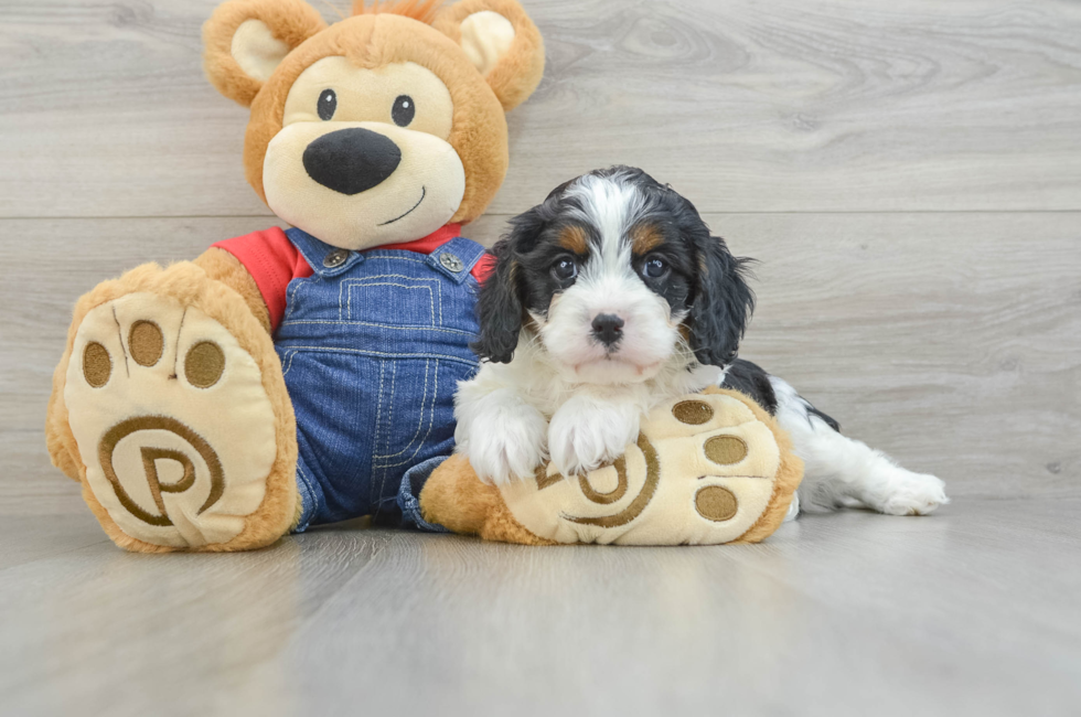 7 week old Cavapoo Puppy For Sale - Puppy Love PR