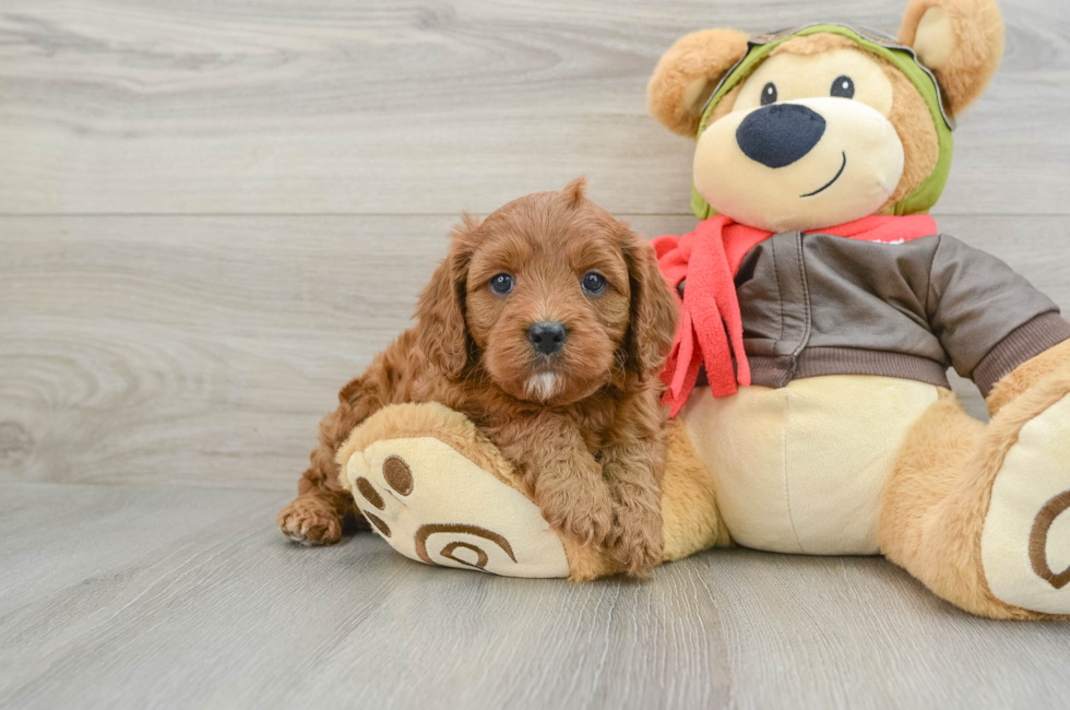 7 week old Cavapoo Puppy For Sale - Puppy Love PR