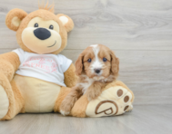 8 week old Cavapoo Puppy For Sale - Puppy Love PR