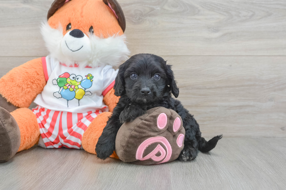 7 week old Cavapoo Puppy For Sale - Puppy Love PR