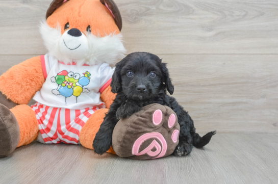 Cavapoo Puppy for Adoption