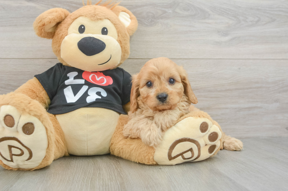 5 week old Cavapoo Puppy For Sale - Puppy Love PR