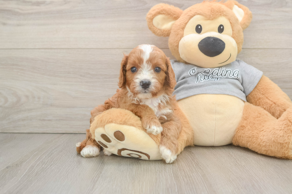 Small Cavapoo Baby