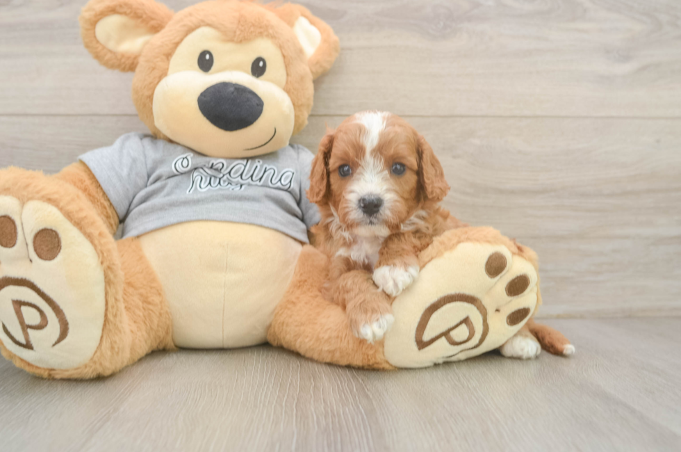 5 week old Cavapoo Puppy For Sale - Puppy Love PR