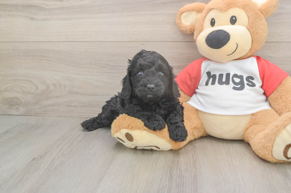 5 week old Cavapoo Puppy For Sale - Puppy Love PR