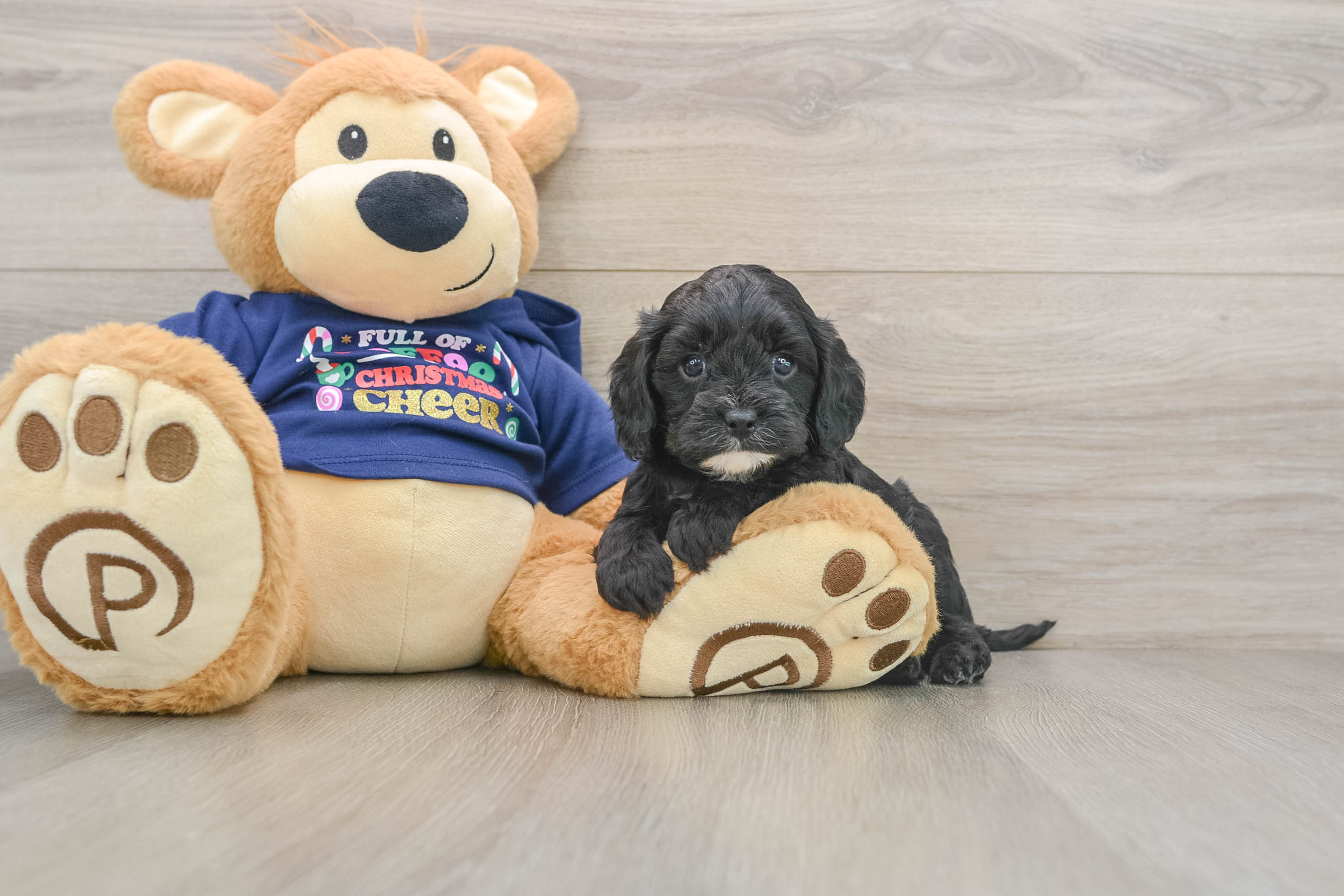 Friendly Cavapoo Baby