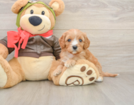 8 week old Cavapoo Puppy For Sale - Puppy Love PR
