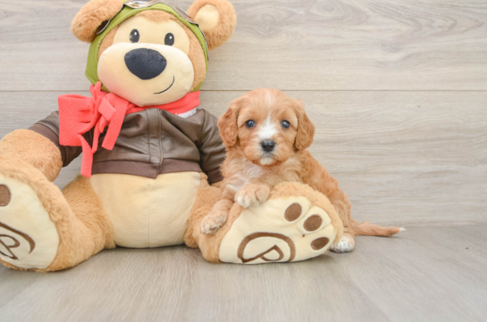 Happy Cavapoo Baby