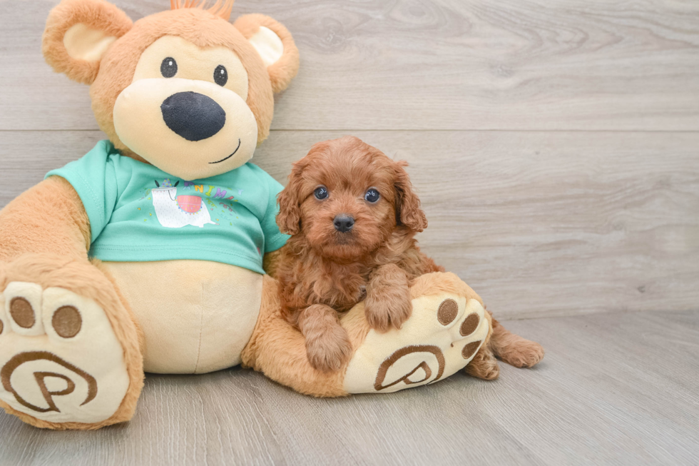 Cavapoo Pup Being Cute