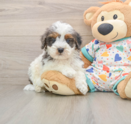 8 week old Cavapoo Puppy For Sale - Puppy Love PR