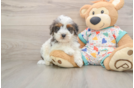 Cavapoo Puppy for Adoption