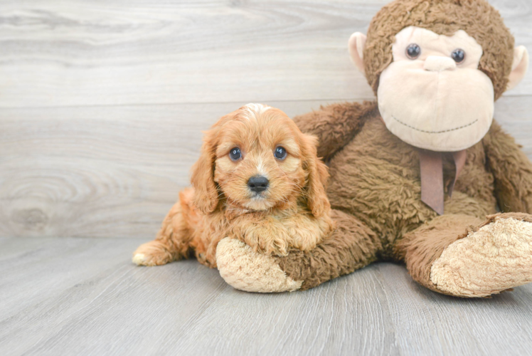 Cute Cavapoo Baby