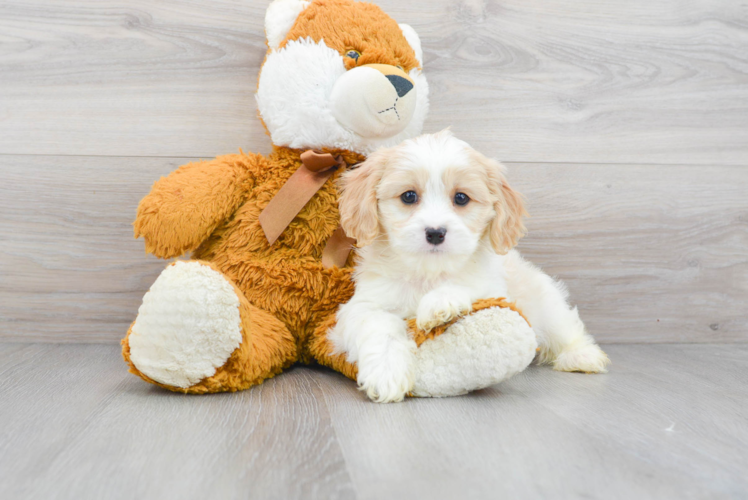 Cute Cavapoo Baby