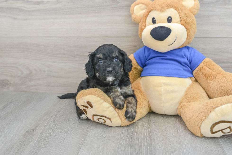 Cavapoo Pup Being Cute