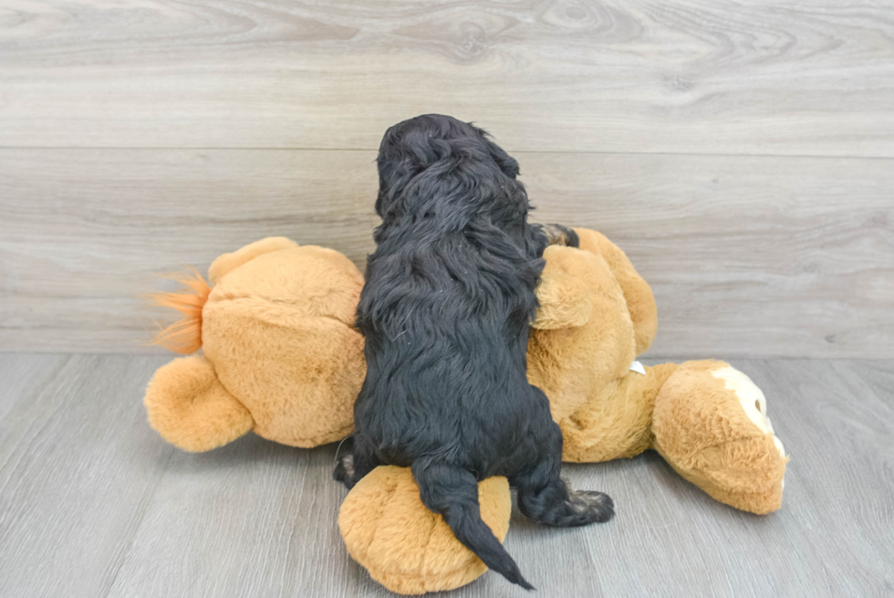 Funny Cavapoo Poodle Mix Pup