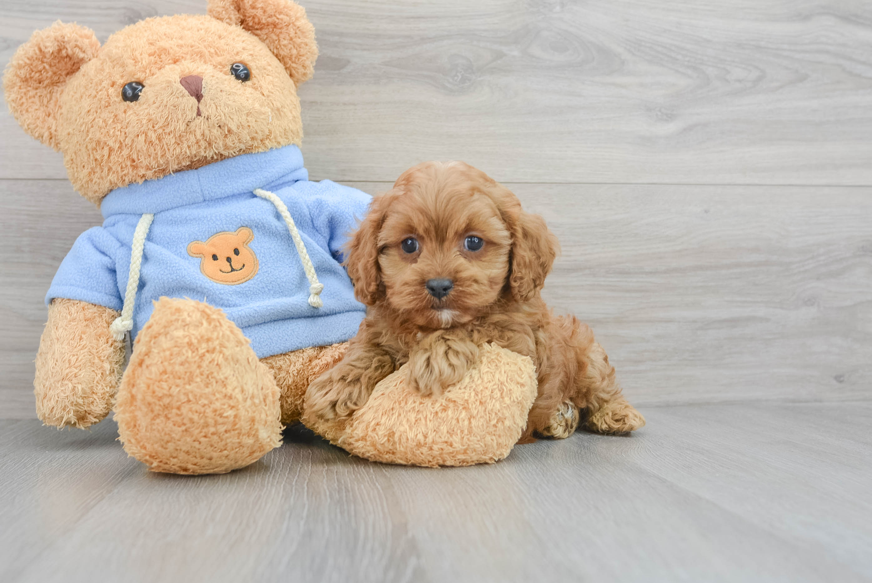 Cavapoo Puppy for Adoption