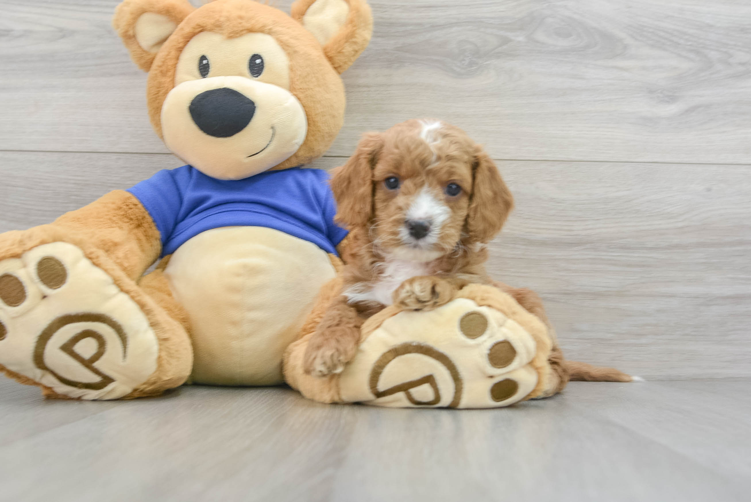 Best Cavapoo Baby