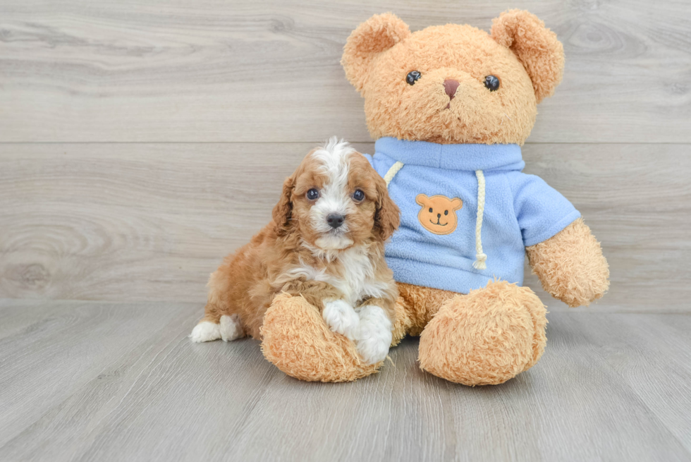 Best Cavapoo Baby