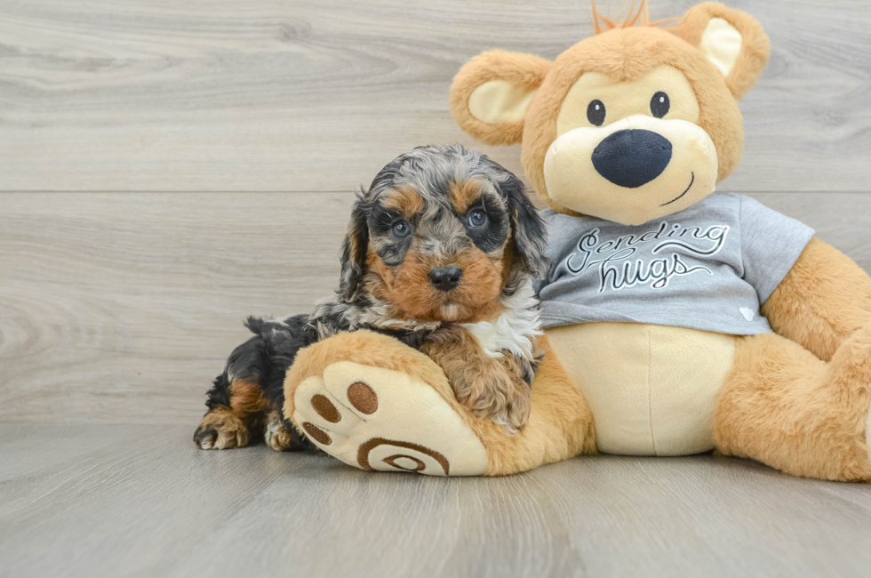 8 week old Cavapoo Puppy For Sale - Puppy Love PR