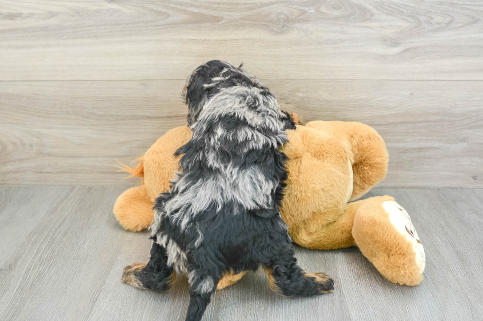 Cavapoo Pup Being Cute