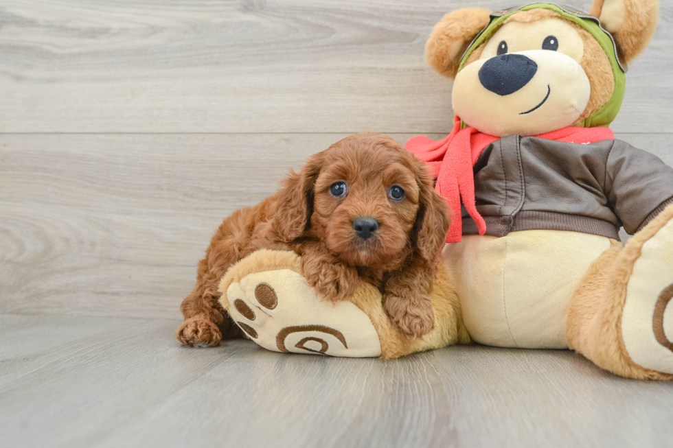 Little Cavipoo Poodle Mix Puppy