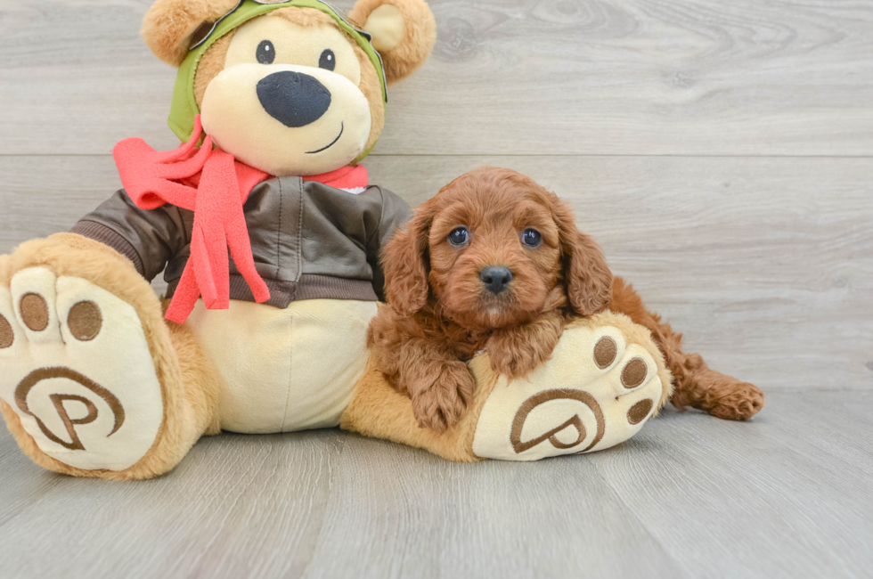 7 week old Cavapoo Puppy For Sale - Puppy Love PR