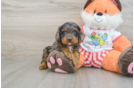 Sweet Cavapoo Baby