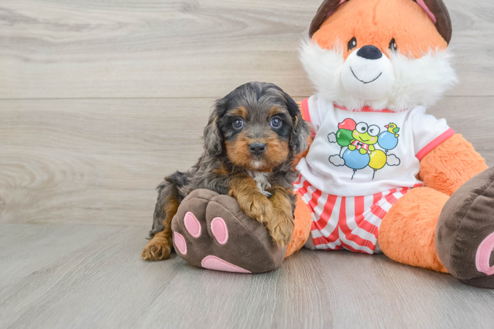 Sweet Cavapoo Baby