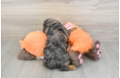 Petite Cavapoo Poodle Mix Pup